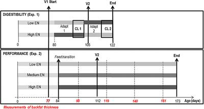 Effect of Changes in Dietary Net Energy Concentration on Growth Performance, Fat Deposition, Skatole Production, and Intestinal Morphology in Immunocastrated Male Pigs